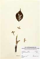 藏品(昆欄樹)的圖片